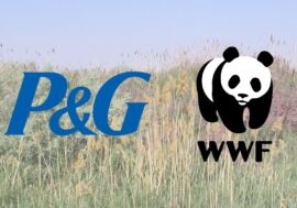 Procter & Gamble и WWF начнет восстановление исчезающих лесов в Казахстане