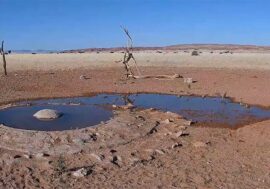Медленное телевидение: зачем смотреть видео с поездами и со спящим медведем