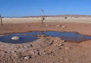 Медленное телевидение: зачем смотреть видео с поездами и со спящим медведем